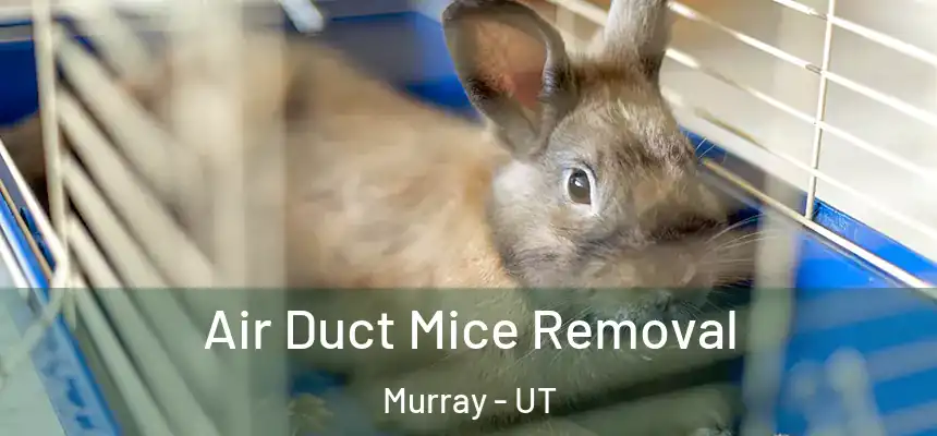 Air Duct Mice Removal Murray - UT